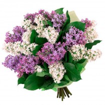 Bouquet of lilac 